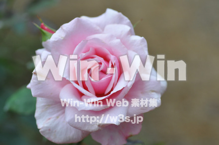 バラの写真素材 W-001309