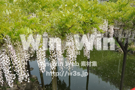 藤の写真素材 W-000170