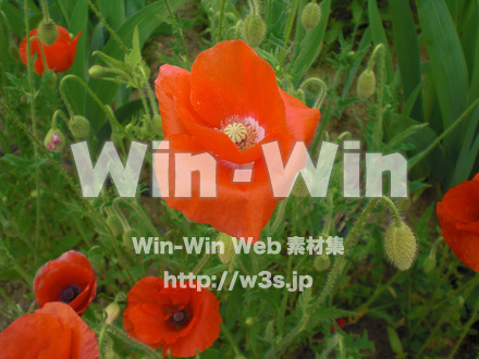 ポピーの写真素材 W-000268