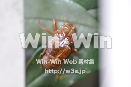 蝉の抜け殻の写真素材 W-000904
