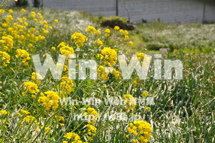 菜の花の写真素材 W-001054