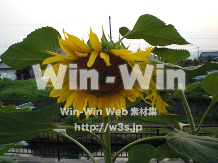 ひまわりの写真素材 W-000115