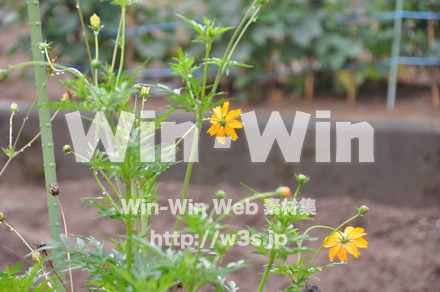 コスモスの写真素材 W-001242