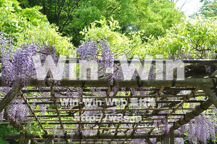 藤の写真素材 W-000203