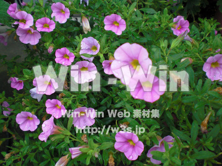 あさがおの写真素材 W-000024