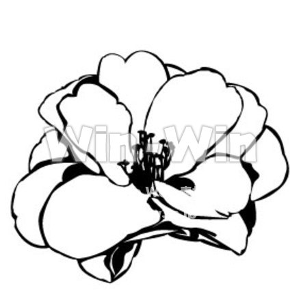 さざんかのシルエット素材 W-000380