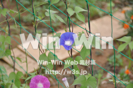 あさがおの写真素材 W-000043