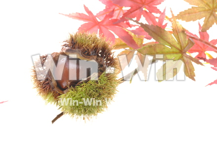 栗の写真素材 W-001524