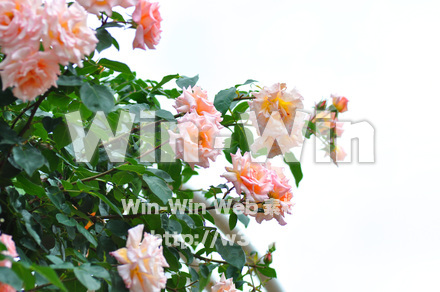 バラの写真素材 W-001279