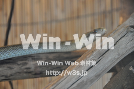 へびの写真素材 W-000885