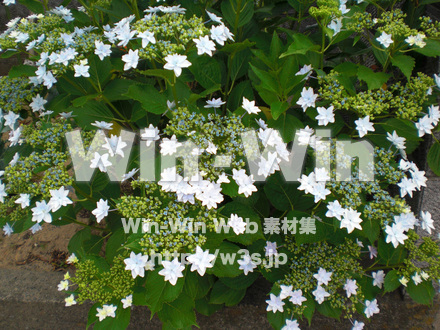 紫陽花の写真素材 W-001716