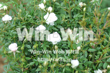 バラの写真素材 W-001334