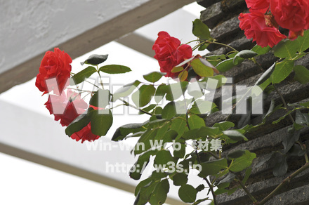 バラの写真素材 W-001320