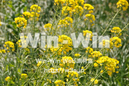 菜の花の写真素材 W-001042