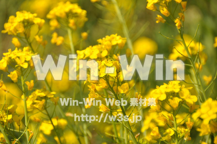 菜の花の写真素材 W-001047