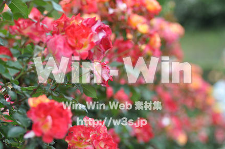 バラの写真素材 W-001281