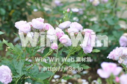 バラの写真素材 W-001283