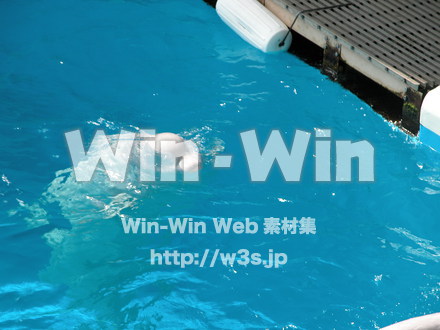 イルカの写真素材 W-000858