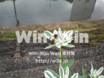 はちの写真素材 W-000886