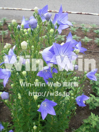 桔梗の写真素材 W-000262