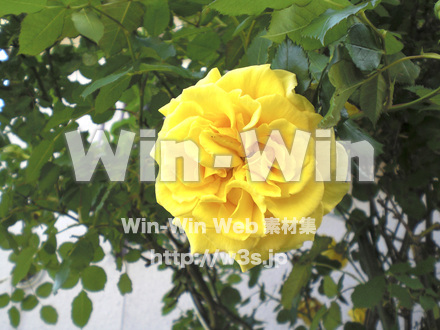 バラの写真素材 W-001382