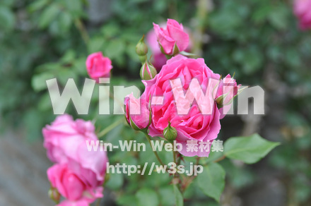 バラの写真素材 W-001297