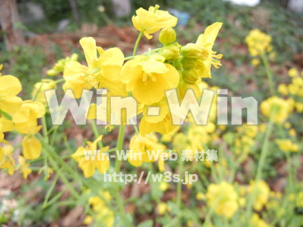 菜の花の写真素材 W-001074