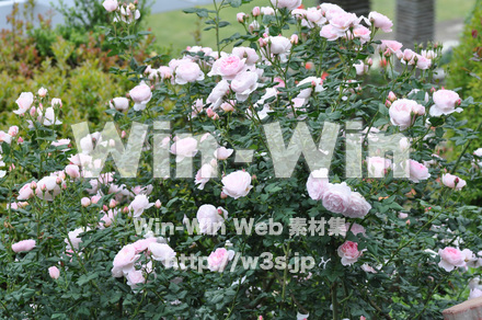 バラの写真素材 W-001350