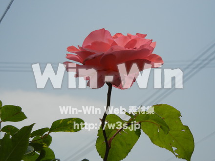 バラの写真素材 W-001413