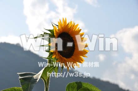 ひまわりの写真素材 W-000063