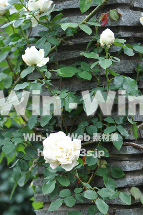 バラの写真素材 W-001394