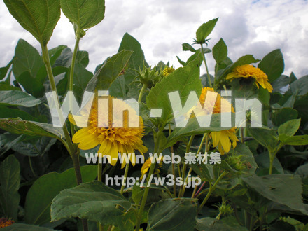 ひまわりの写真素材 W-000109