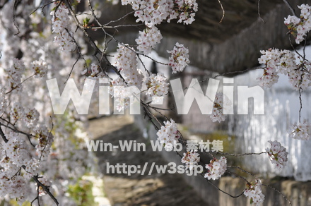 桜の写真素材 W-001462