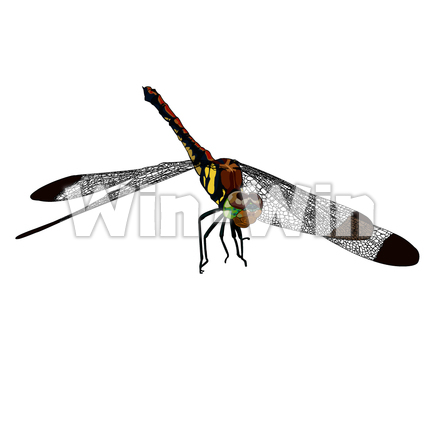 とんぼのCG・イラスト素材 W-001834