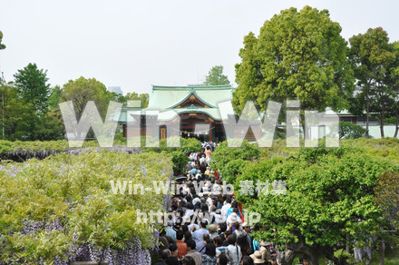 藤の写真素材 W-000177