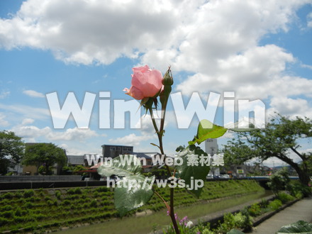 バラの写真素材 W-001409