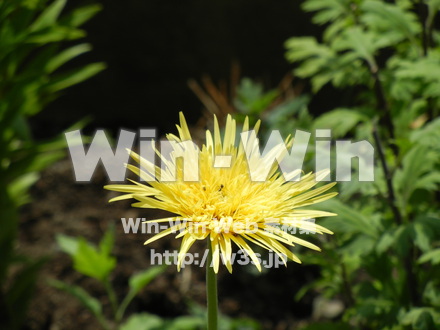 たんぽぽの写真素材 W-000151