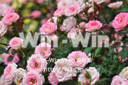 バラの写真素材 W-001340