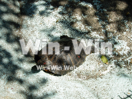 かめの写真素材 W-000891