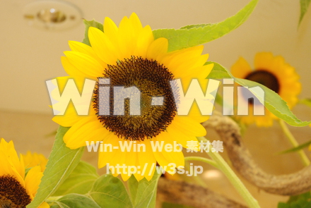 ひまわりの写真素材 W-000092