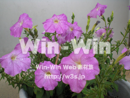 あさがおの写真素材 W-000023