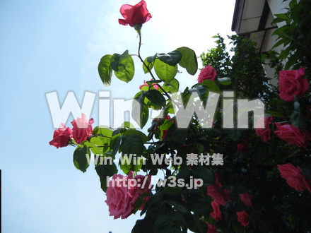 バラの写真素材 W-001404