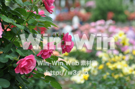 バラの写真素材 W-001295