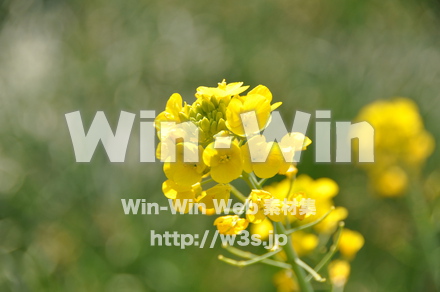 菜の花の写真素材 W-001062