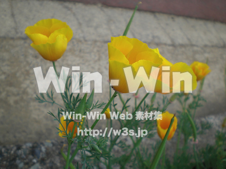 ポピーの写真素材 W-000273