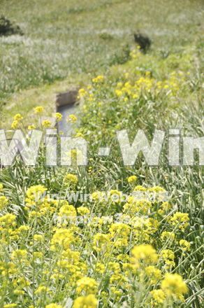 菜の花の写真素材 W-001043