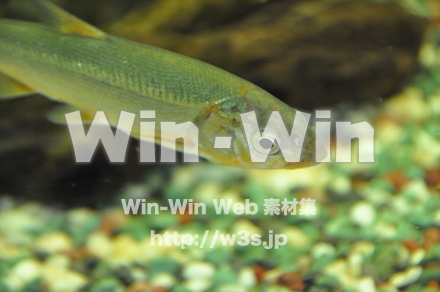 めだかの写真素材 W-000867