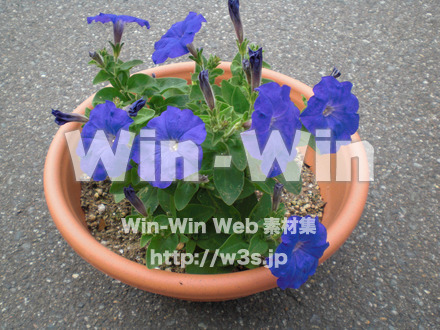 あさがおの写真素材 W-000021