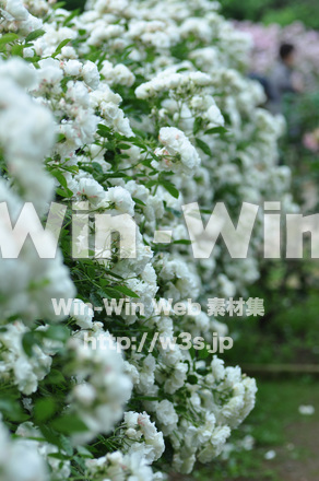 バラの写真素材 W-001400