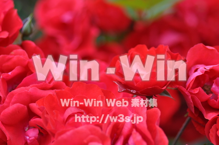 バラの写真素材 W-001326